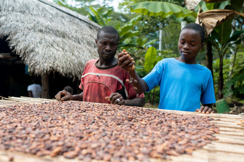 drying in the sun cacao 