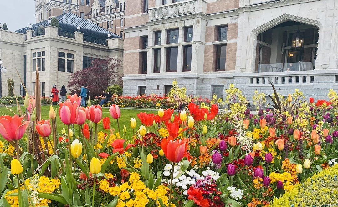 Tulips at the Empress Hotel in Victoria BC Canada