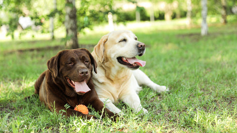 Labrador Retriever