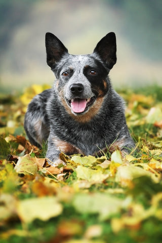 Australian Cattle Dog