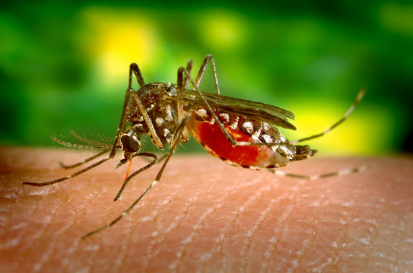 Moustique Aedes aegypti - porteur de Zika et de la dengue