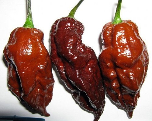 Pepper Joe's Carolina Reaper Seeds – Pack of 10+ World's Hottest Chili  Pepper Seeds – USA Grown – Premium Non-GMO Carolina Reaper Seeds for  Planting