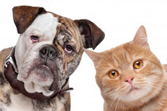 Natura Pet Organics Heart Healthy supplements for dogs and cats cardiac supplements for dogs and cats