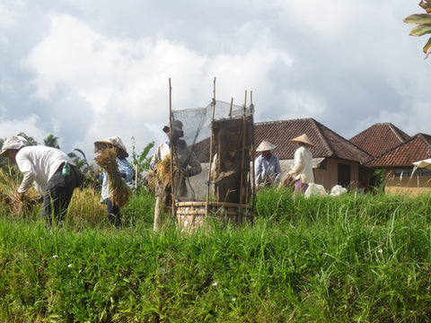 Rice Farming