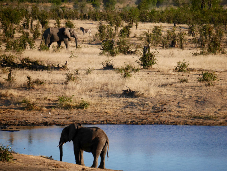 Watering Hole