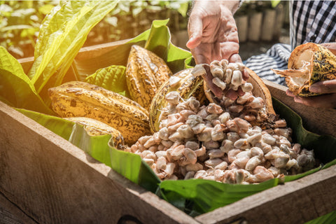 Cocoa Bean Fruit