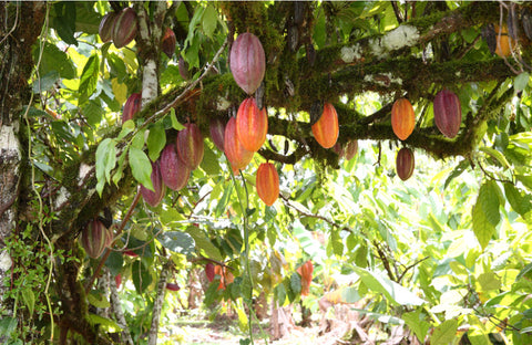 Cocoa Farm