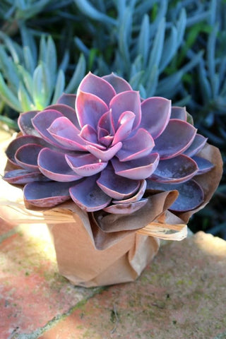Purple pink succulent plant