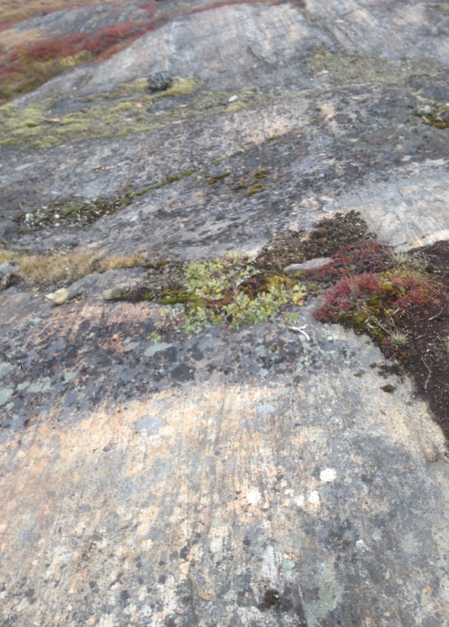 Glacial Striations, Greenland (Arctic Circle Trail)