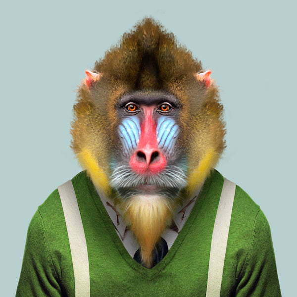 Zoo Portrait Beni The Mandrill By Yago Partal The Zoo Portraits Gallery