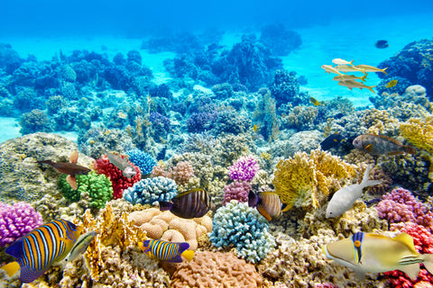3D printed coral attracting sea life and limiting damage caused by global warming