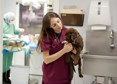 Nurse holding a puppy