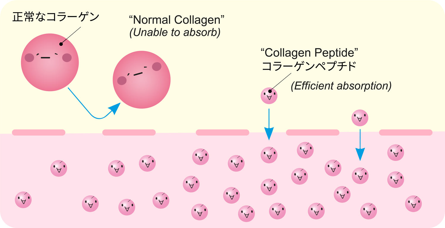 Collagen vs Collagen Peptides