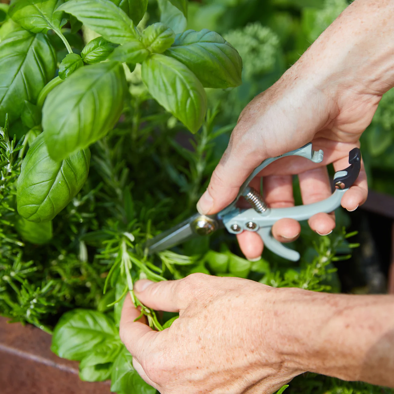 Pruning Shears