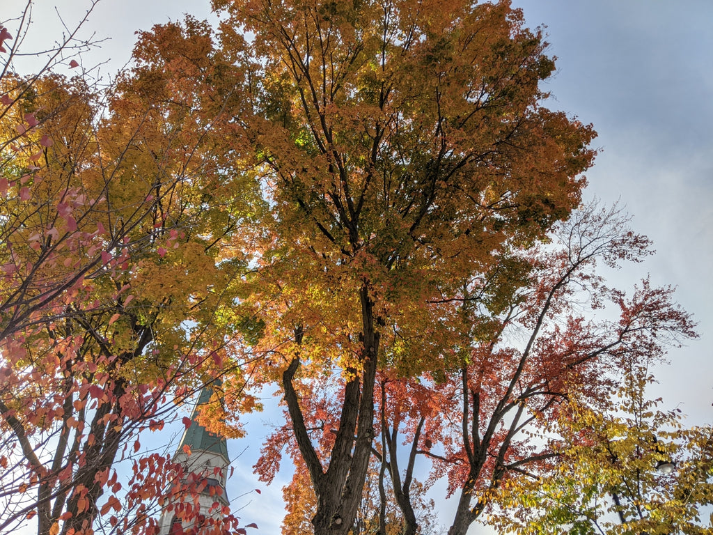 fall leaves