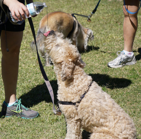 Summer Heat Wave Survival Tips Ohana Pets