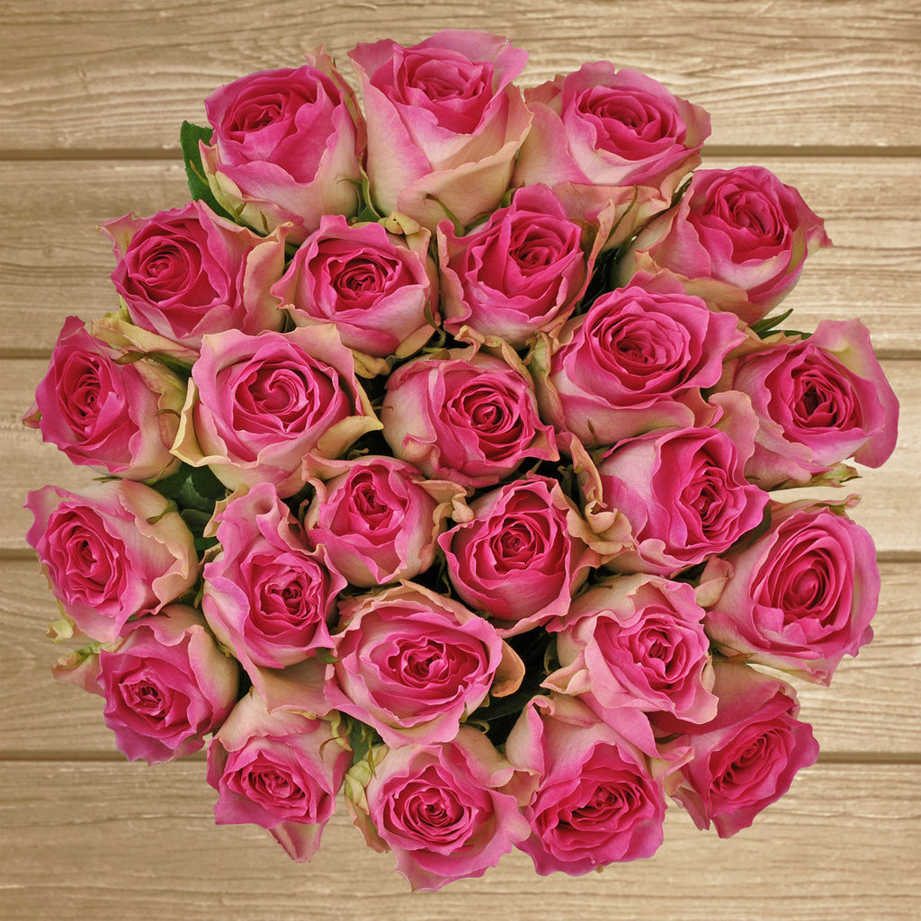 Bicolor White Pink Roses Ebloomsdirect Eblooms Farm Direct Inc