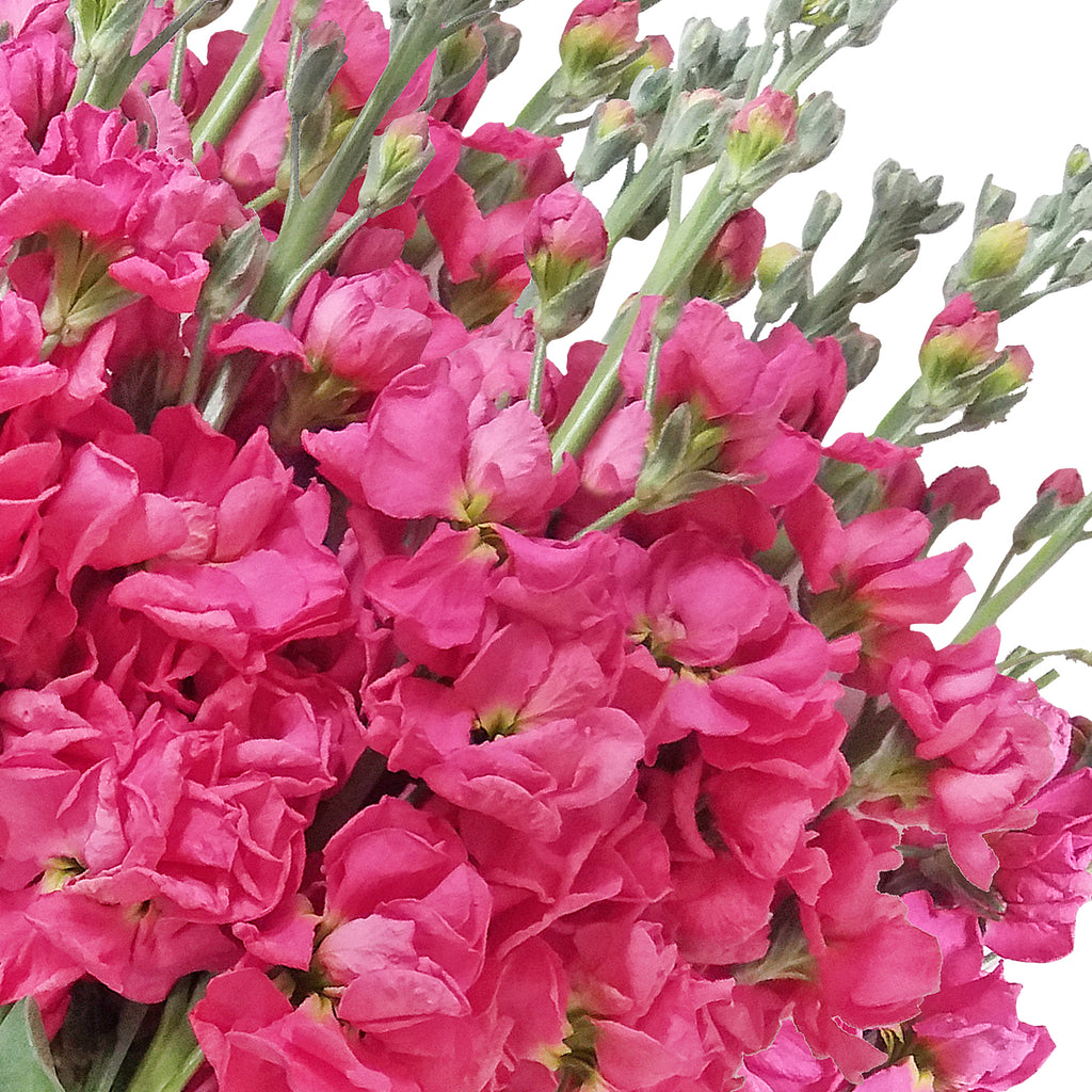 hot pink spring flowers