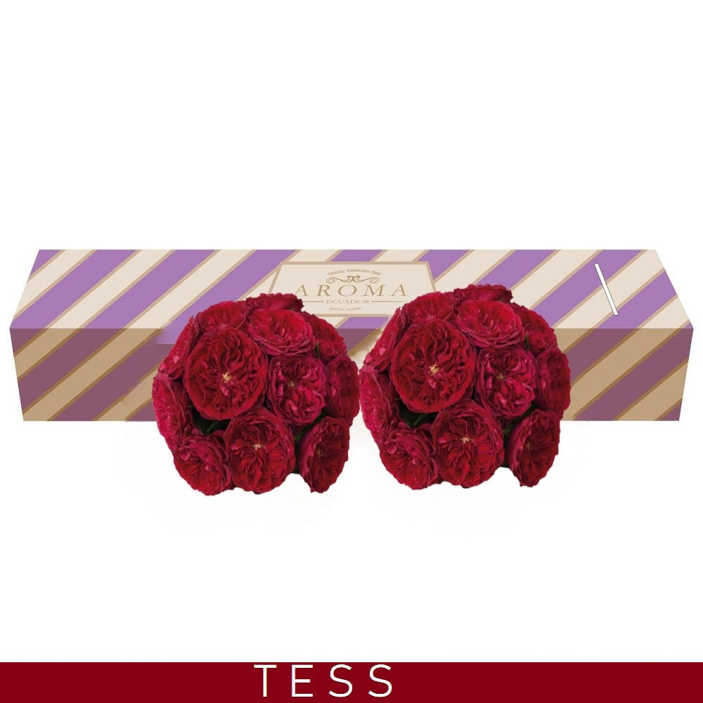 Garden Rose Tess - Red Velvet - EbloomsDirect