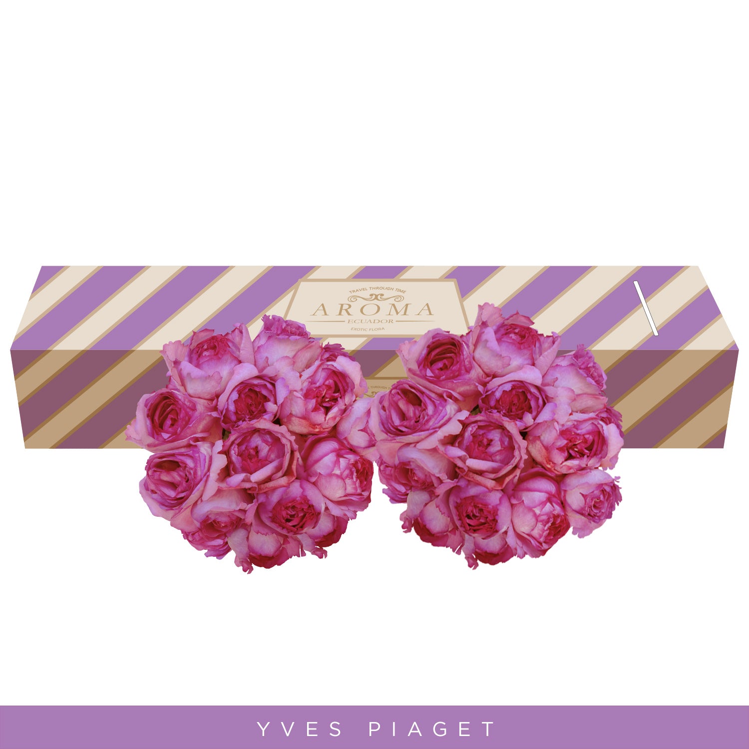 Garden Rose Yves Piaget Hot Pink - EbloomsDirect – Eblooms Farm Direct Inc.