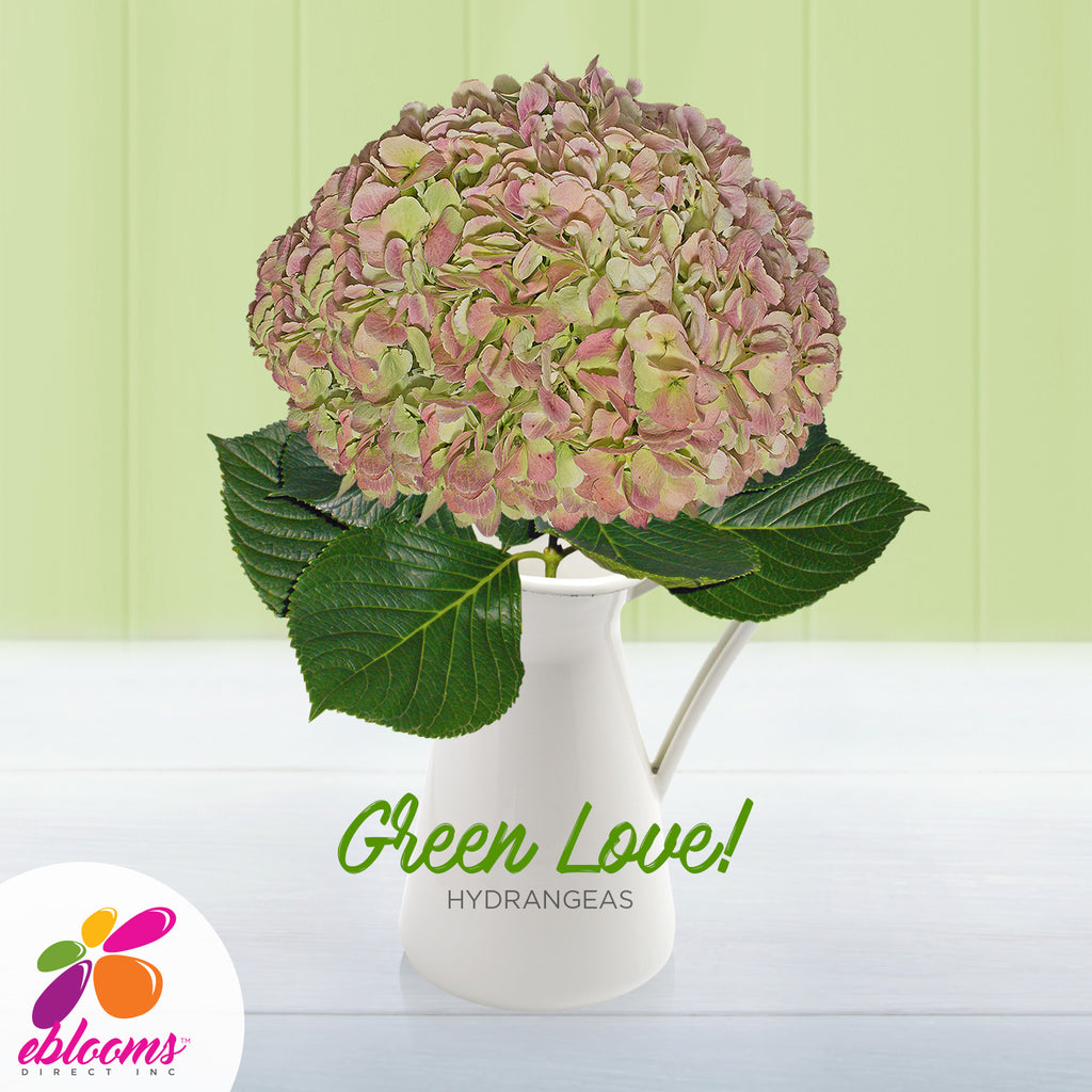 antique green hydrangea