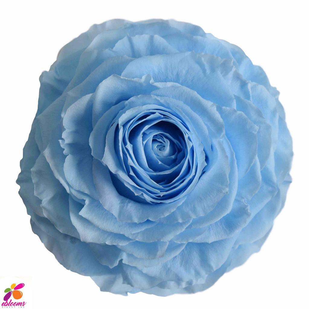 Preserved Roses Baby Blue - EbloomsDirect – Eblooms Farm Direct Inc.