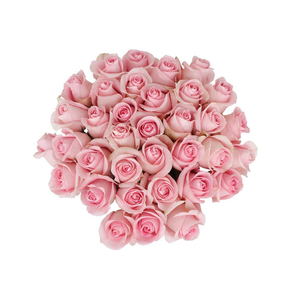 Blushing Akito Rose Variety Light Pink - EbloomsDirect – Eblooms Farm ...
