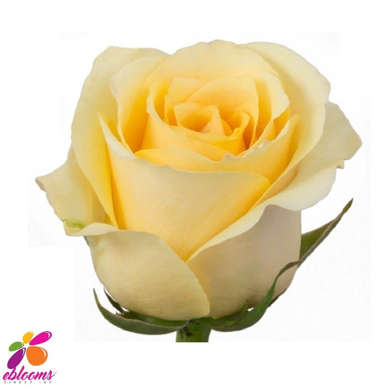 Download Butter Scotch Yellow Rose Variety Ebloomsdirect Eblooms Farm Direct Inc