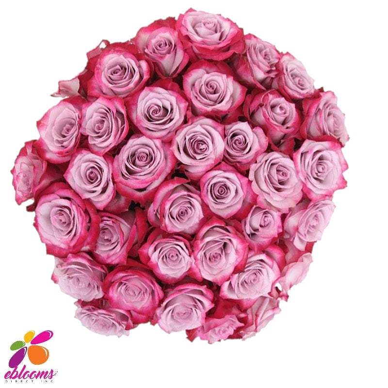 Deep Purple Rose Variety - EbloomsDirect – Eblooms Farm Direct Inc.