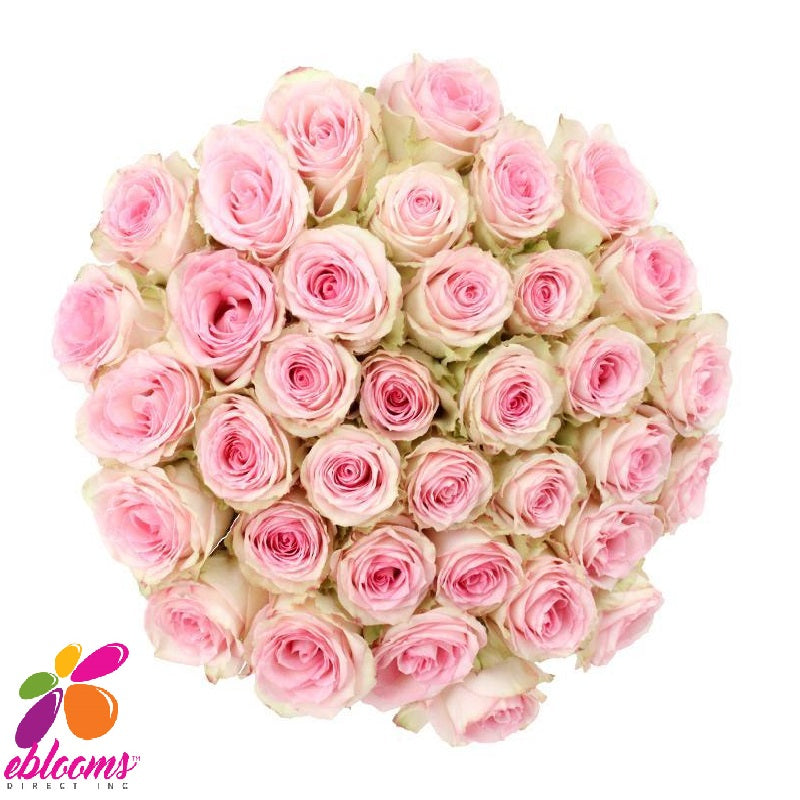 Esperance Rose variety Pink - EbloomsDirect – Eblooms Farm Direct Inc.