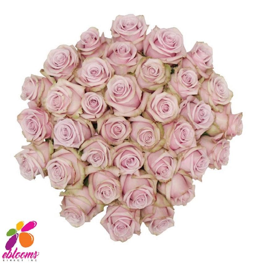 Faith Rose Variety - EbloomsDirect – Eblooms Farm Direct Inc.