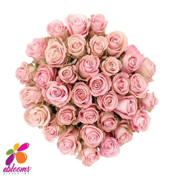 Geraldine Rose Variety Pink - EbloomsDirect – Eblooms Farm Direct Inc.