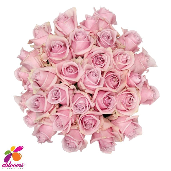 Nautica Rose Variety - Eblooms Direct – Eblooms Farm Direct Inc.