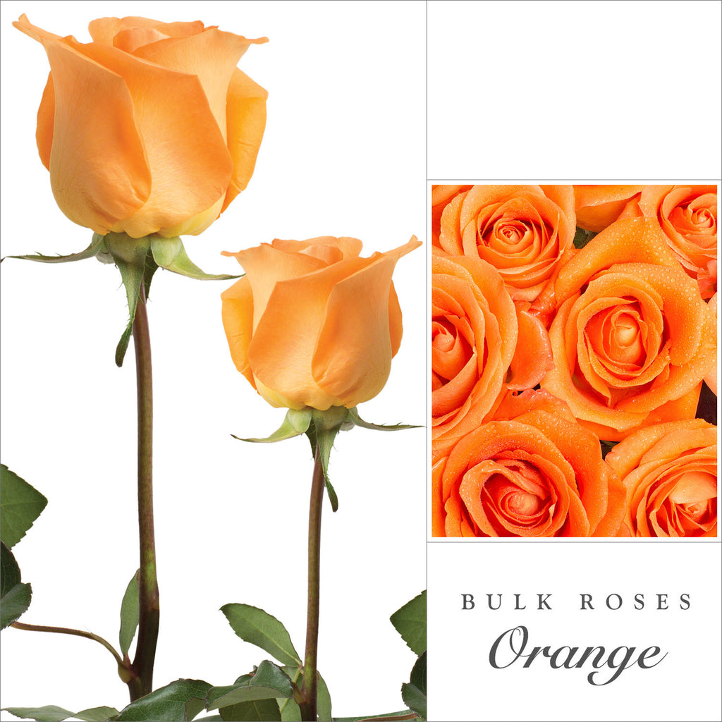 Rose Orange by Variety - EbloomsDirect – Eblooms Farm Direct Inc.