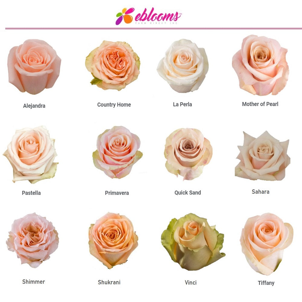 Tiffany Peach Rose Variety – Eblooms 