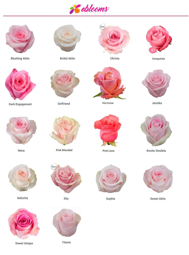 Shy Rose Variety Pink - EbloomsDirect – Eblooms Farm Direct Inc.