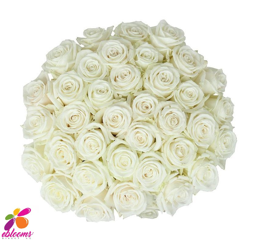 Proud Rose Variety White - EbloomsDirect – Eblooms Farm Direct Inc.