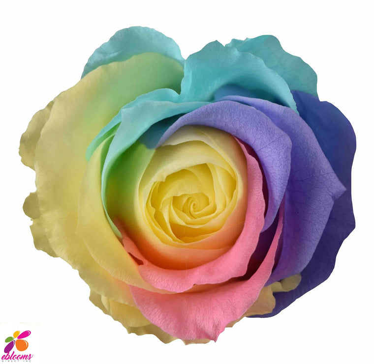 Eternal Roses Rainbow Pastel - EbloomsDirect