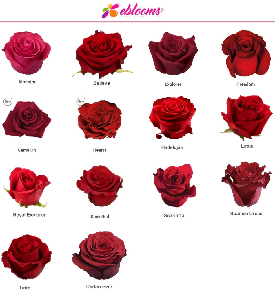 Royal Explorer Red Rose Variety - EbloomsDirect – Eblooms Farm ...