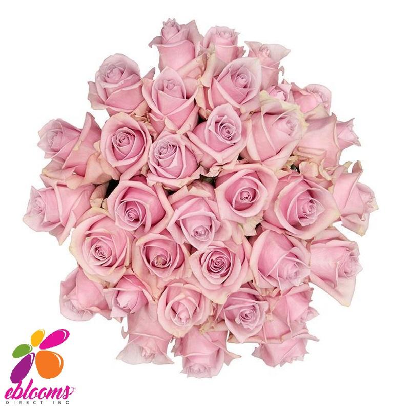 Overvloedig Academie Charmant Shy Rose Variety Pink - EbloomsDirect – Eblooms Farm Direct Inc.
