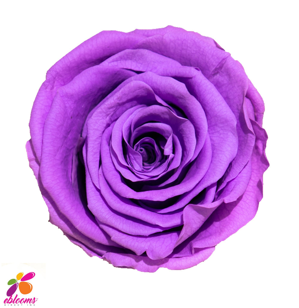Preserved Roses Purple - EbloomsDirect – Eblooms Farm Direct Inc.
