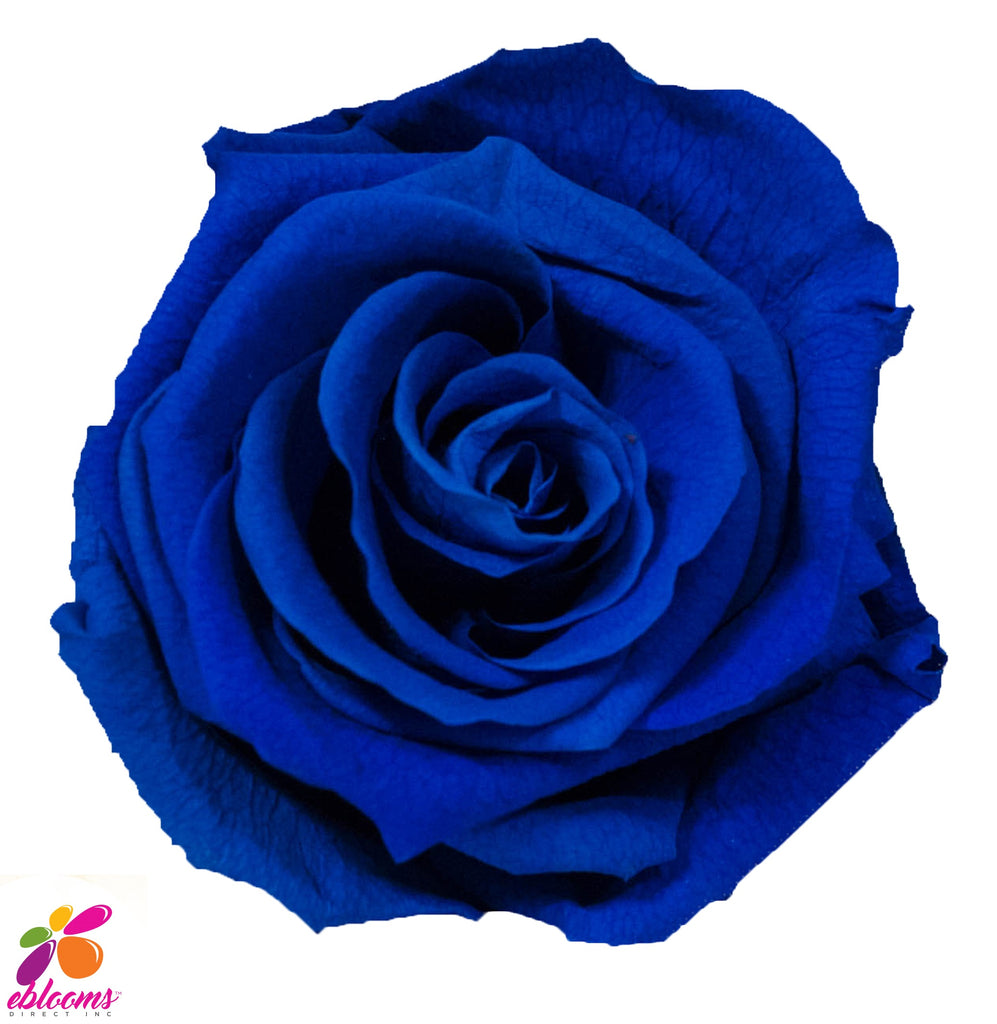 Preserved Roses Blue - EbloomsDirect – Eblooms Farm Direct Inc.
