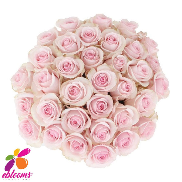 Sophie Rose Variety Pink - EbloomsDirect – Eblooms Farm Direct Inc.