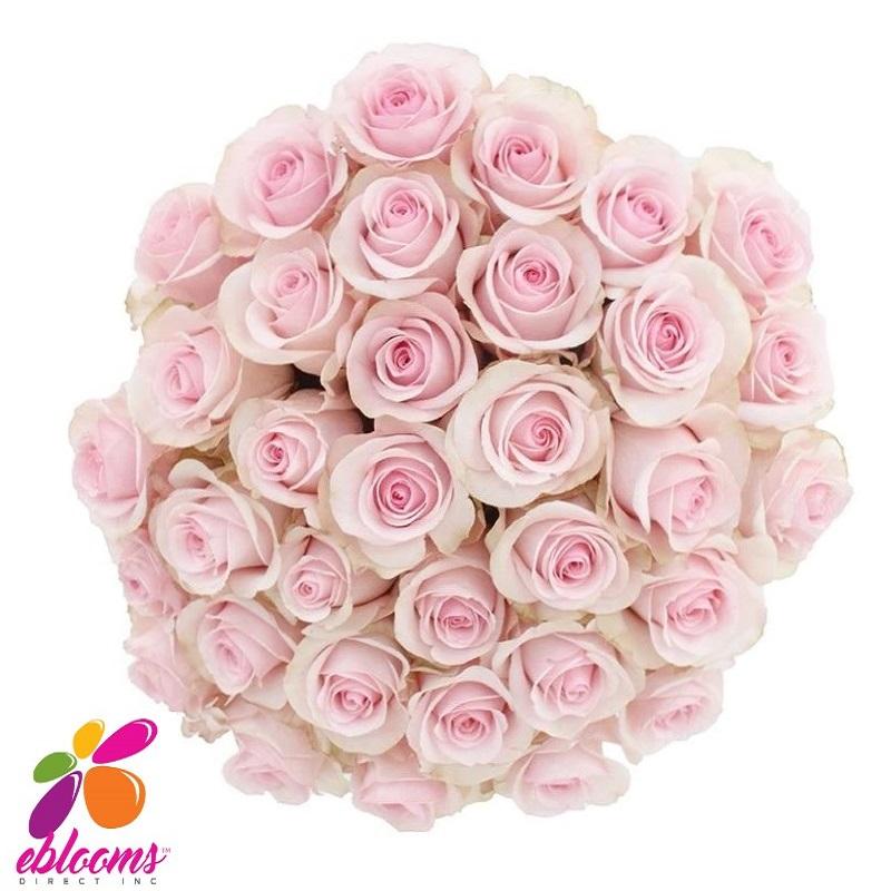 Sweet Akito Rose Variety Pink - EbloomsDirect – Eblooms Farm Direct Inc.