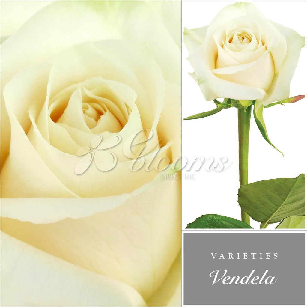 Рост листьев розы Венделла фото