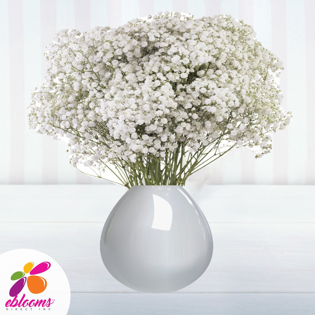 Gypsophila-Baby's breath (Fillers) – Amodhini Flowers