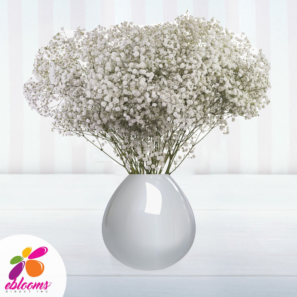 Baby S Breath Xlence Natural White Eblooms Farm Direct Inc