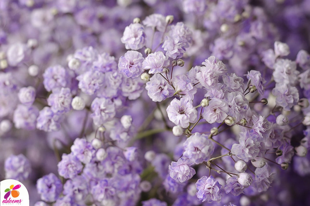 Baby S Breath Lilac Tinted Eblooms Farm Direct Inc