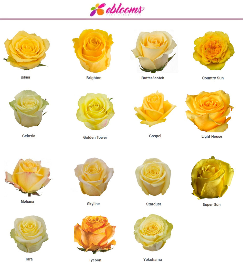 Golden Tower Yellow Rose Variety -EbloomsDirect – Eblooms Farm Direct Inc.
