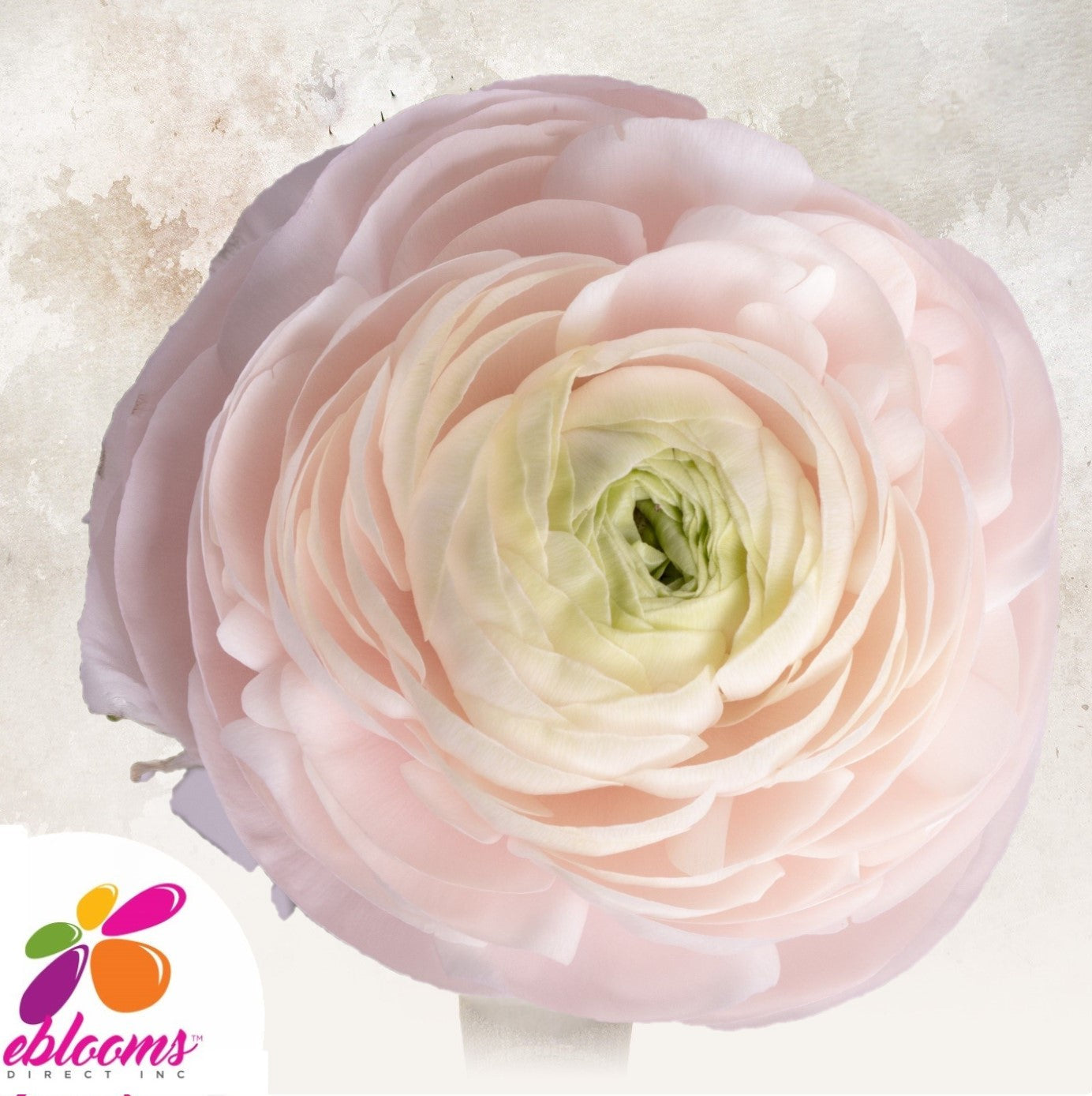 Ranunculus Blush Pink EbloomsDirect Eblooms Farm Direct Inc.